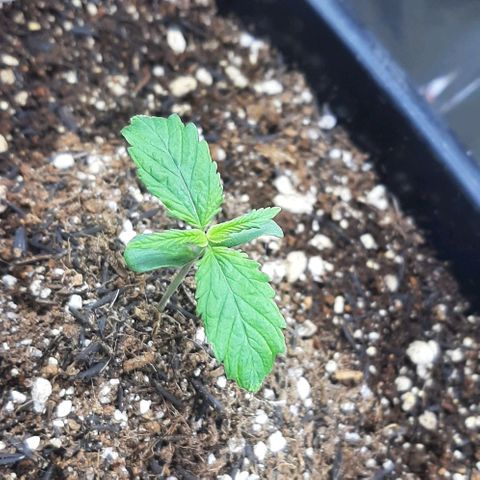 Phoenix 1ª growlog timeline photo