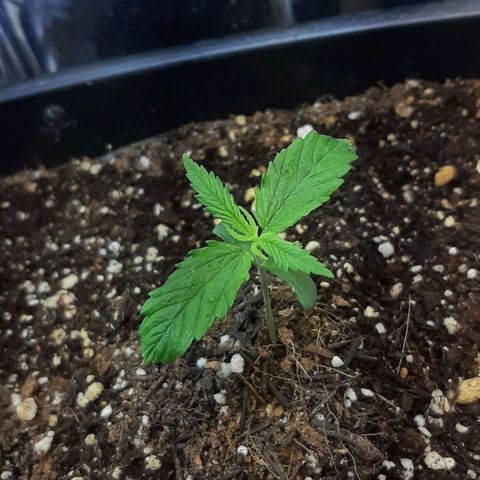 Phoenix 1ª growlog timeline photo