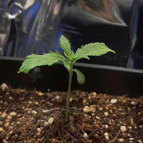 Phoenix 1ª growlog timeline photo