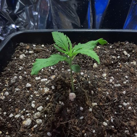 Phoenix 1ª growlog photo: Turn off 50w 3000k (heat stress)