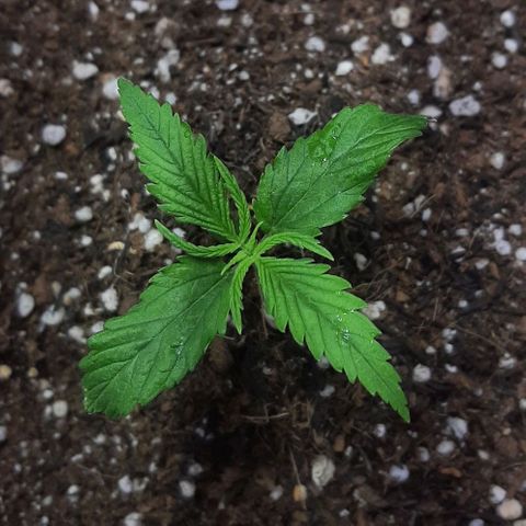 Phoenix 1ª growlog photo: Turn off 50w 3000k (heat stress)