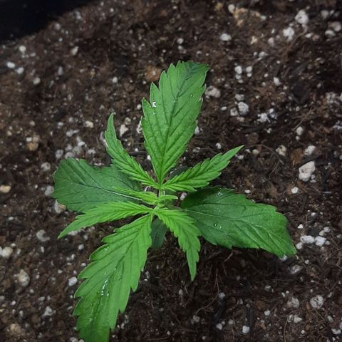Phoenix 1ª growlog photo: Hot day
