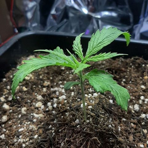 Phoenix 1ª growlog photo: Hot day