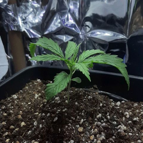 Phoenix 1ª growlog timeline photo