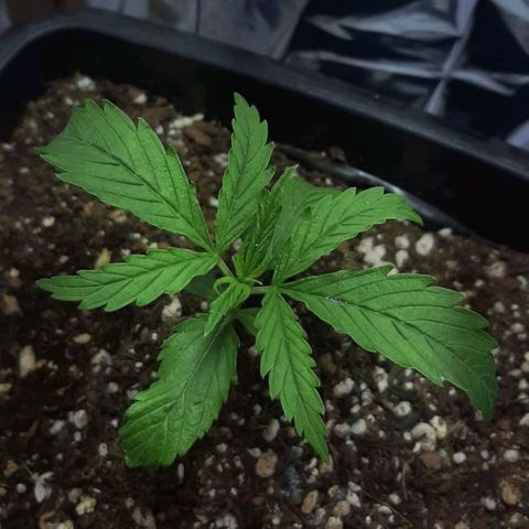 Phoenix 1ª growlog timeline photo