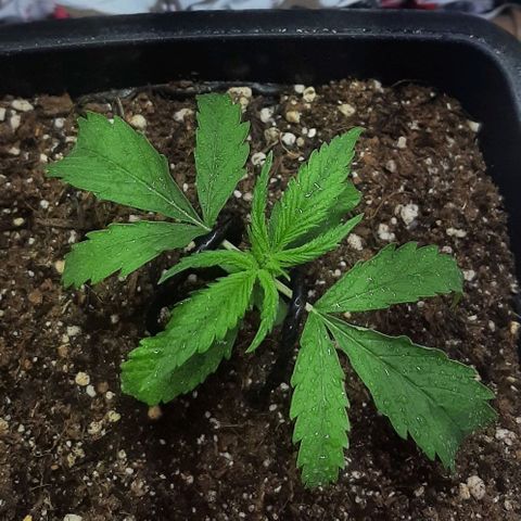 Phoenix 1ª growlog photo: LST