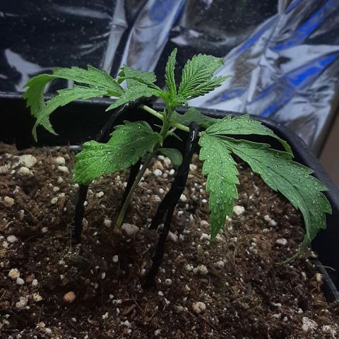 Phoenix 1ª growlog photo: LST