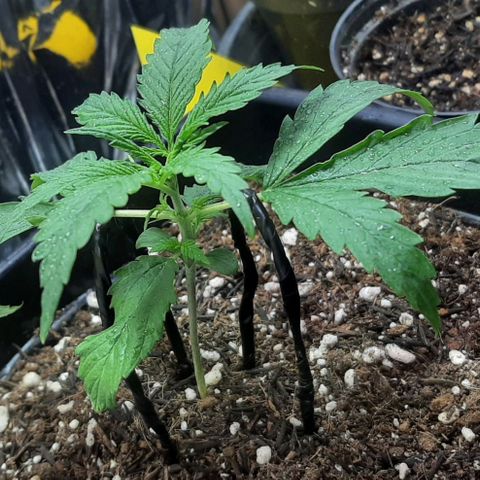 Phoenix 1ª growlog timeline photo