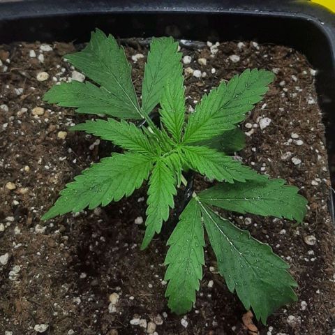 Phoenix 1ª growlog timeline photo