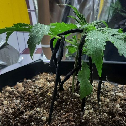 Phoenix 1ª growlog timeline photo