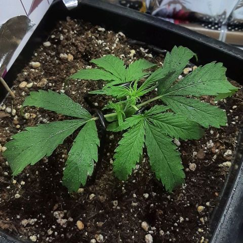 Phoenix 1ª growlog timeline photo