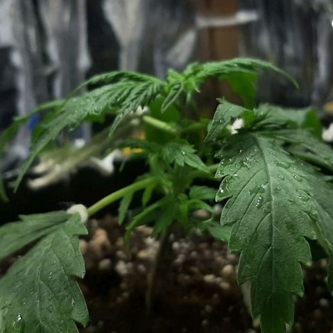 Phoenix 1ª growlog timeline photo