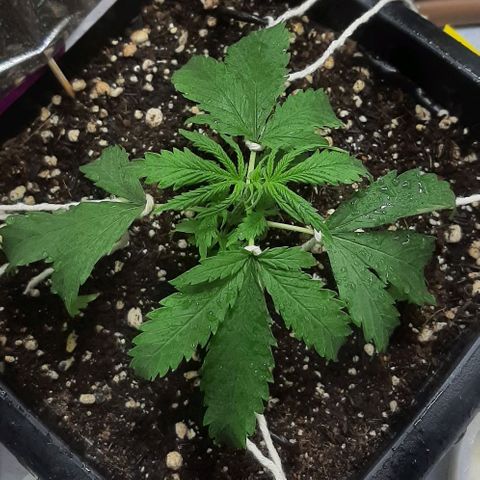 Phoenix 1ª growlog timeline photo