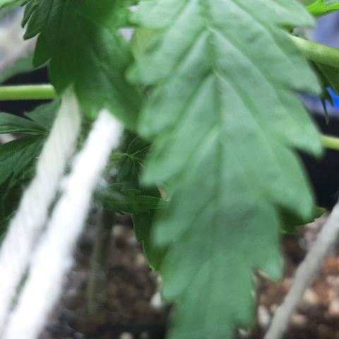 Phoenix 1ª growlog timeline photo