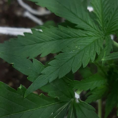 Phoenix 1ª growlog timeline photo