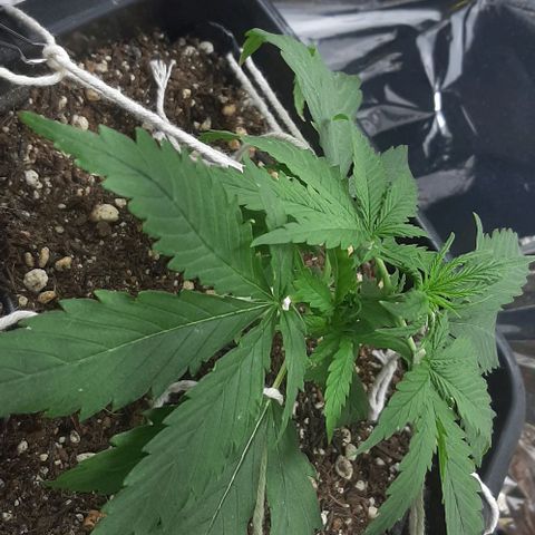 Phoenix 1ª growlog timeline photo