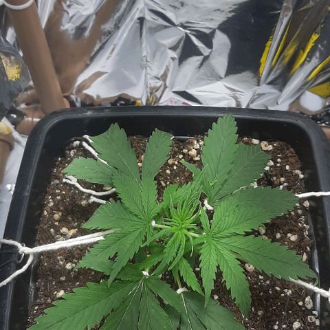 Phoenix 1ª growlog timeline photo
