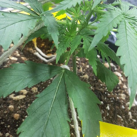 Phoenix 1ª growlog timeline photo