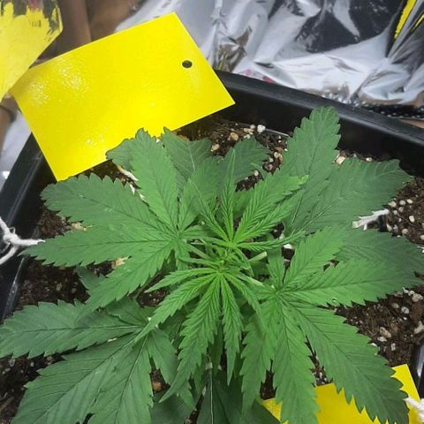 Phoenix 1ª growlog timeline photo