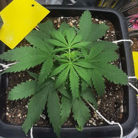 Phoenix 1ª growlog timeline photo