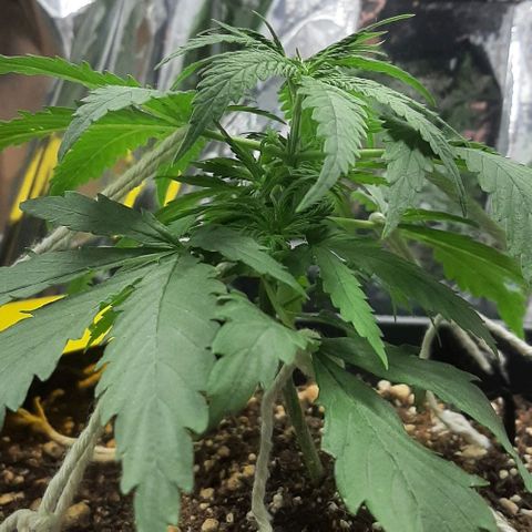 Phoenix 1ª growlog timeline photo