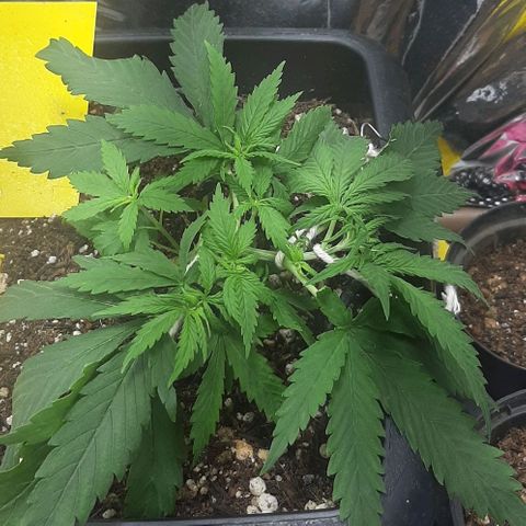 Phoenix 1ª growlog timeline photo