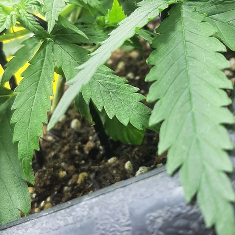 Phoenix 1ª growlog timeline photo