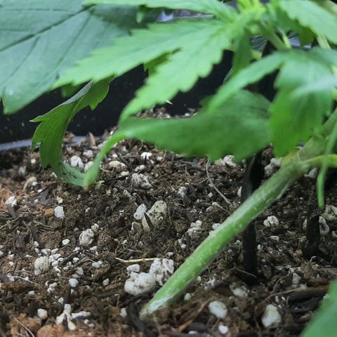Phoenix 1ª growlog timeline photo