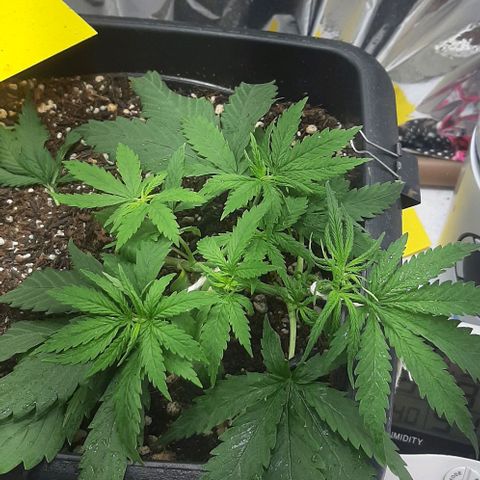 Phoenix 1ª growlog photo: Podas e lst
