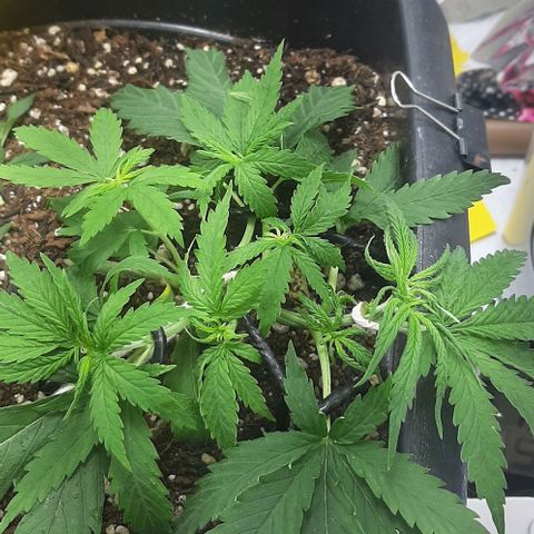 Phoenix 1ª growlog photo: Podas e lst