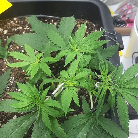 Phoenix 1ª growlog photo: Podas e lst