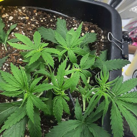 Phoenix 1ª growlog photo: Podas e lst