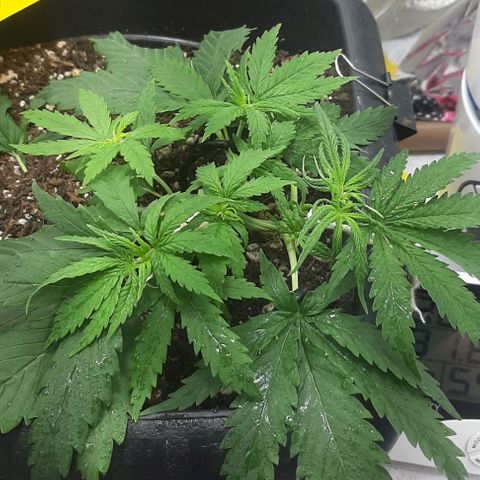 Phoenix 1ª growlog photo: Podas e lst