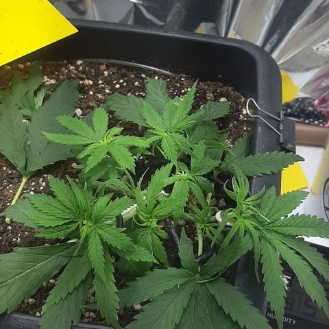 Phoenix 1ª growlog timeline photo