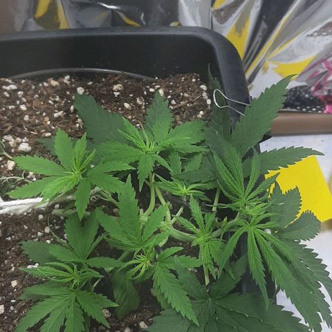 Phoenix 1ª growlog timeline photo