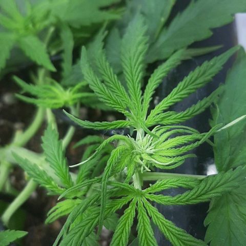 Phoenix 1ª growlog timeline photo