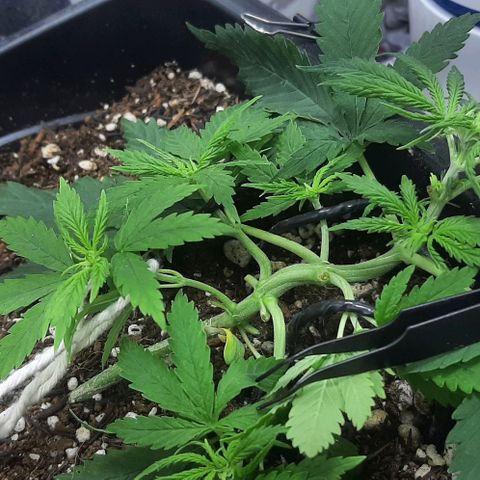 Phoenix 1ª growlog timeline photo