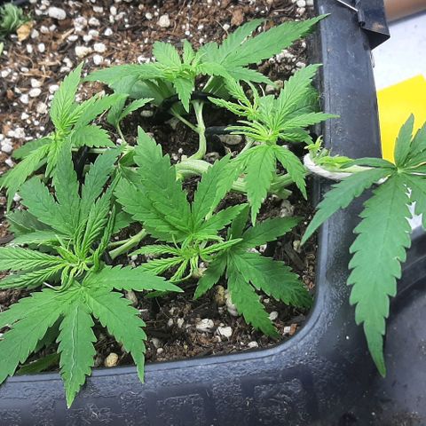 Phoenix 1ª growlog timeline photo