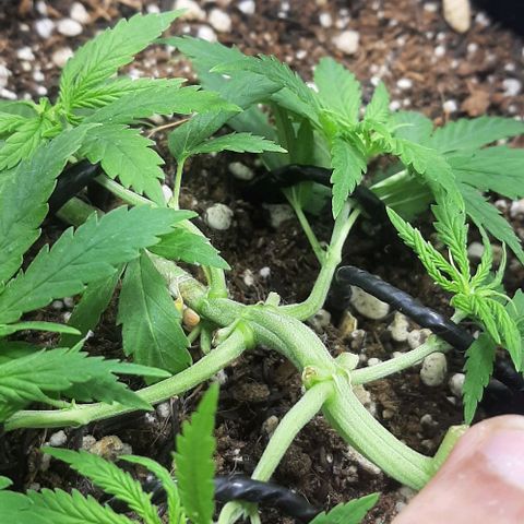 Phoenix 1ª growlog timeline photo