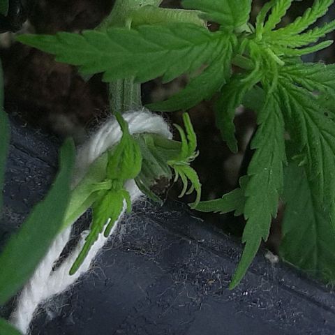 Phoenix 1ª growlog photo: Topping