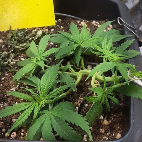 Phoenix 1ª growlog timeline photo