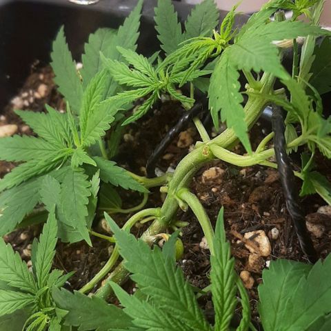 Phoenix 1ª growlog timeline photo