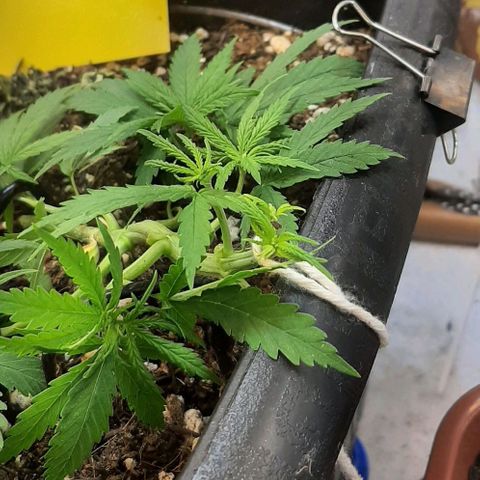 Phoenix 1ª growlog timeline photo