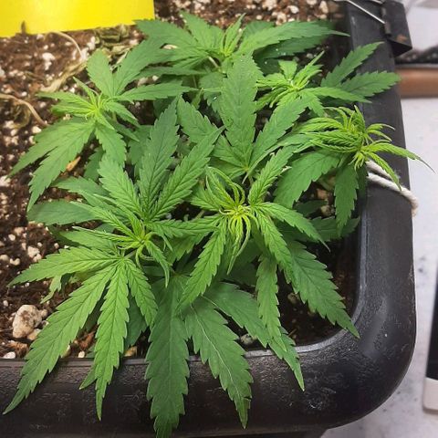Phoenix 1ª growlog timeline photo