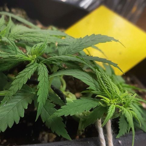 Phoenix 1ª growlog timeline photo