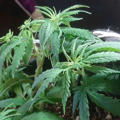 Phoenix 1ª growlog timeline photo