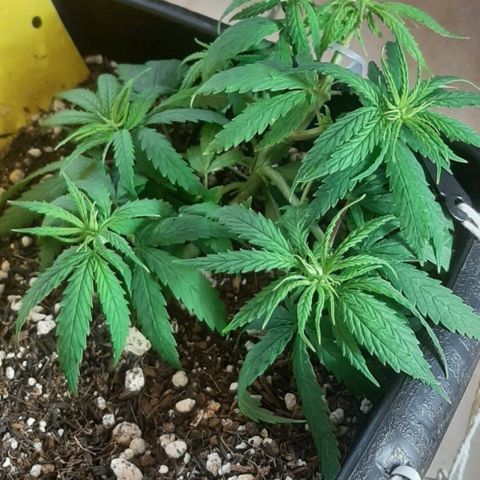 Phoenix 1ª growlog timeline photo