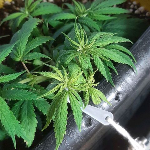 Phoenix 1ª growlog timeline photo