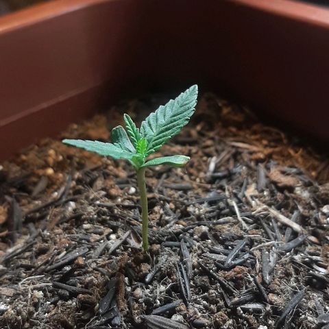 Tropicozz #1 growlog timeline photo