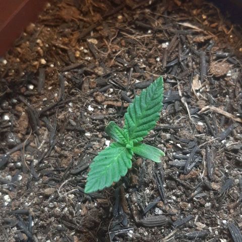 Tropicozz #1 growlog timeline photo